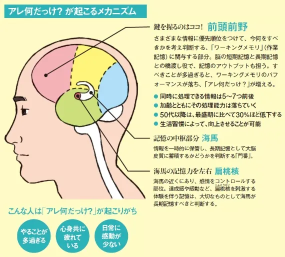 脳の老化現象が起きている